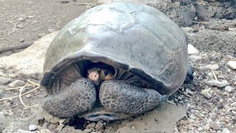 Hallan en Galápagos una tortuga gigante que se creía extinta desde hace 100 años