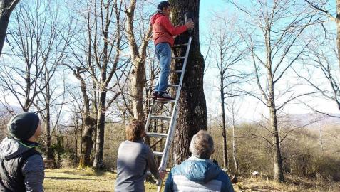 Una iniciativa refuerza la adaptación del murciélago forestal en Alsasua