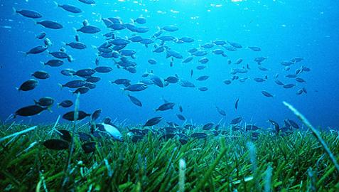 Todos los ecosistemas marinos están contaminados