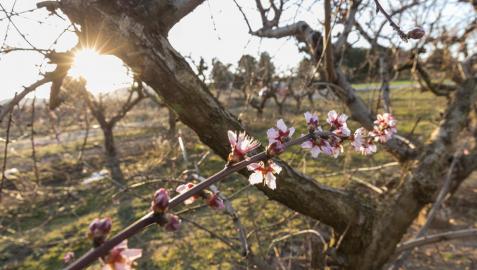 Las cosechas de uva, fruta y almendra, en riesgo ante las previsibles heladas