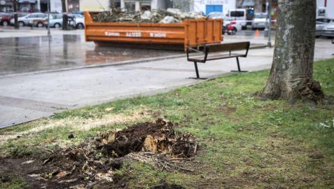 El chopo que cayó el martes fue troceado y depositado en un contenedor. Ayer se talaron otros dos.