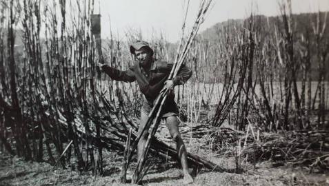 Pedro Garcés, en plena labor de corte de caña de azúcar en una explotación australiana.