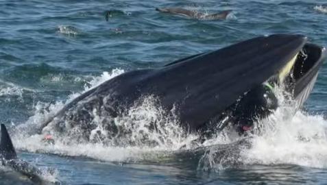 Momento en el que la ballena se traga al buceador.