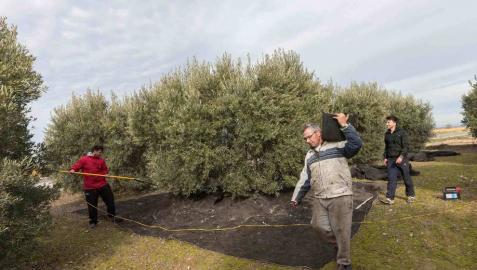 La producción de aceite baja un 15% en la Ribera tras alcanzar su récord