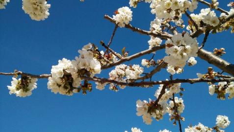 La primavera, retratada por los lectores de Diariodenavarra.es.