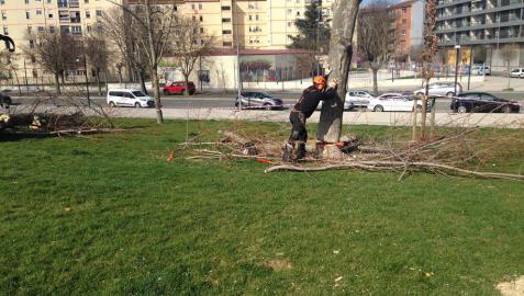 Imagen de la tala denunciada por Gurelur y llevada a cabo por el Ayuntamiento en la Milagrosa.