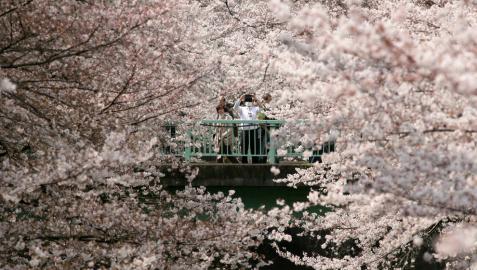 Cerezos en flor en un parque en Tokio (Japón)