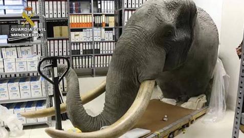La investigación revela el destino de la cabeza de elefante hallada en Pamplona