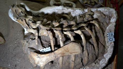 Carcasa del dinosaurio Mahuidarcursor descubierto en Argentina