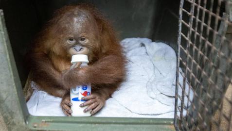 Hallan un orangután en una maleta en el aeropuerto de Bali