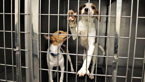 Recogidos más de 700 perros y 850 gatos abandonados en 2018