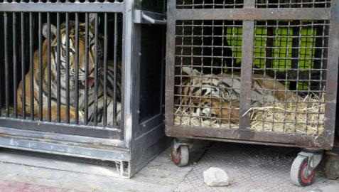 Madrid prohibirá los circos con animales salvajes