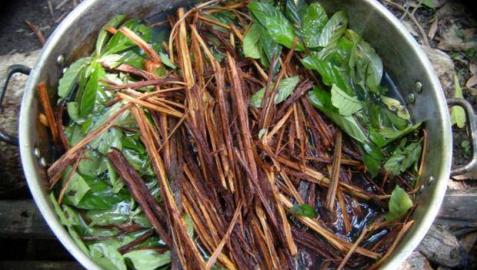 Buscan descifrar el enigma de la ayahuasca y su poder contra la depresión