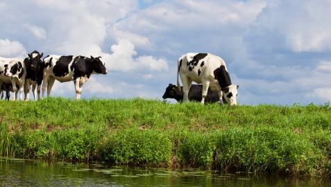 Un prado virtual para las vacas