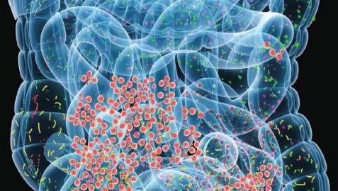 Bacterias en el intestino Bacterias en el intestino
