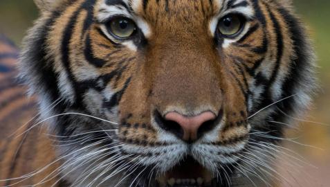 Un tigre en el zoológico del Bronx de Nueva York da positivo por coronavirus