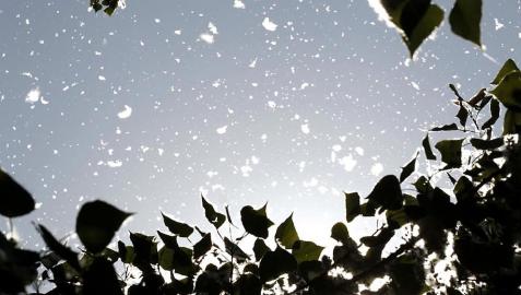 Pelusas de polen en la primavera de Pamplona.