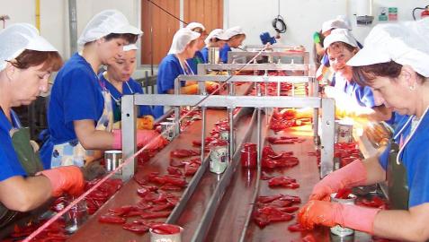 Línea de envasado de pimiento de piquillo en una conservera navarra.