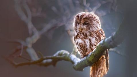 Foto de una lechuza posada en la rama de un árbol Foto de una lechuza posada en la rama de un árbol