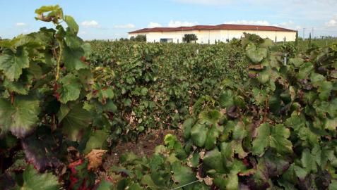 Príncipe de Viana impulsa un proyecto para mejorar la eficacia del viñedo