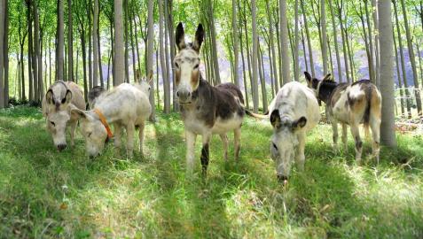 Burros por el Territorio Visón en Falces
