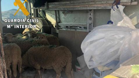 Sancionado por transportar 8 corderos vivos en el interior de una furgoneta
