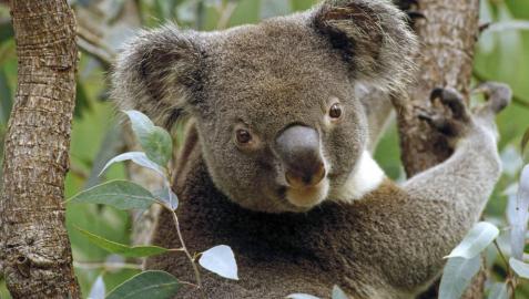 Los koalas pueden extinguirse en Australia en 50 años Los koalas pueden extinguirse en Australia en 50 años