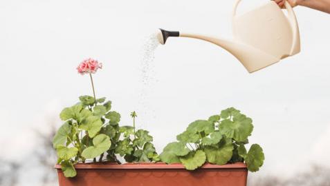 Imagen de una persona regando una planta
