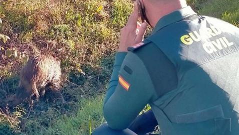 Rescatado un jabalí herido en Arazuri