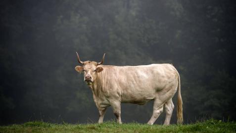 Una vaca pirenaica de una tonelada para el Concurso de ganado selecto de Elizondo Una vaca pirenaica de una tonelada para el Concurso de ganado selecto de Elizondo