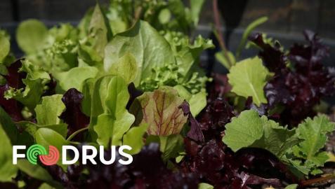 AIN, Eder y Florette participan en proyecto contra el desperdicio alimentario Foodrus