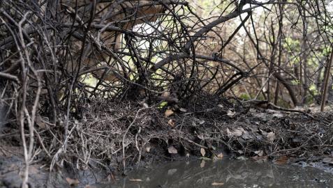 Marcilla denuncia que han llegado a su término vertidos de la macrogranja