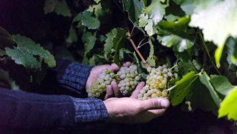 Todas las fotos de la vendimia nocturna de uva chardonnay que se realizó en la Finca Albret en Cadreita