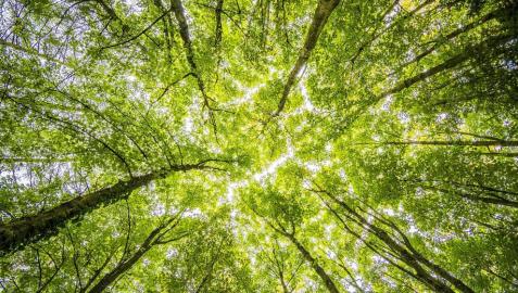 ¿Cuál es el origen del Día Internacional de la Tierra?