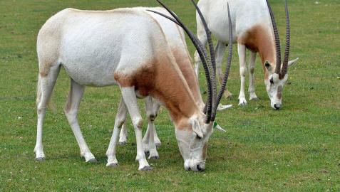 Dos ejemplares de oryx blanco.