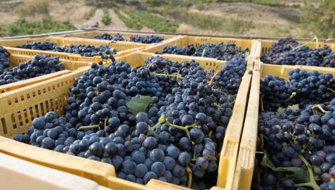 La D.O. Navarra cierra el primer trimestre en positivo con un repunte de las ventas