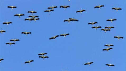 Un proyecto de observatorio de aves en el Pirineo optará a fondos de la UE Un proyecto de observatorio de aves en el Pirineo optará a fondos de la UE