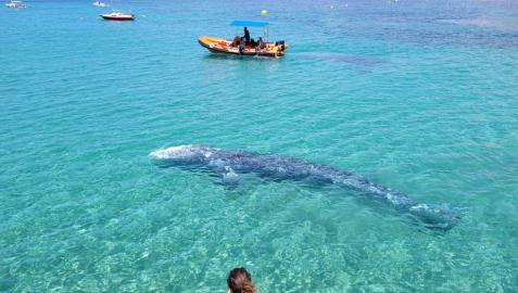 Ballena gris en la zona de Calvià (Mallorca).