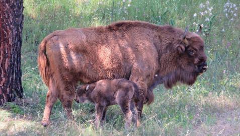 Nace en la Sierra de Andújar el primer bisonte europeo andaluz