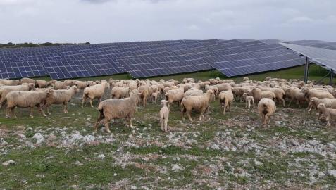Iberdrola tramita 370 MW fotovoltaicos en Peralta en Navarra