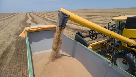 El agro navarro, ante una cosecha de cereal con menos kilos y precios altos