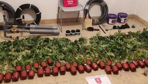 El cargamento de plantas de marihuana interceptado El cargamento de plantas de marihuana interceptado