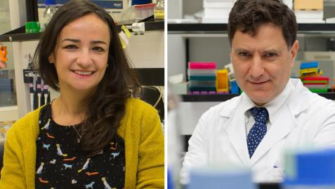 Los investigadores del CIMA Maite Huarte e Ignacio Melero