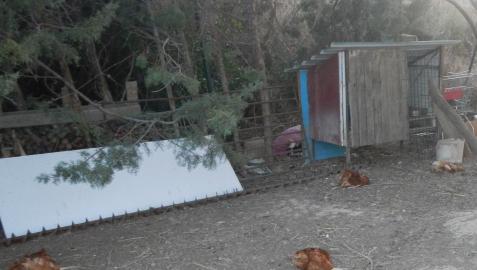 Los perros acabaron con la vida de más de veinte animales