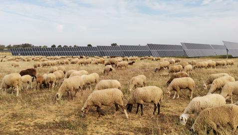 Ovejas-Ingeteam-1 Un rebaño de ovejas pastando entre las placas solares de una planta fotovoltaica