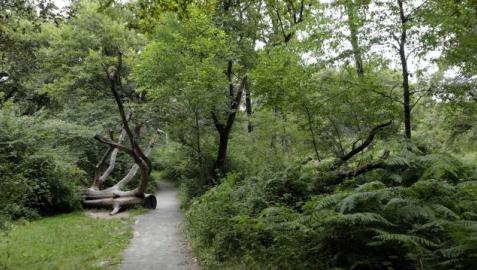 BOSQUE-ORGI Vivir del bosque, posible y necesario para frenar el cambio climático