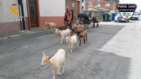 El peregrino, junto a los animales