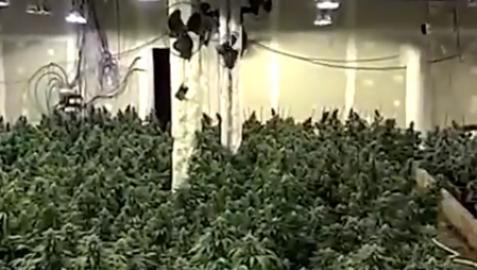 Los Mossos localizaron 8 plantaciones de marihuana en naves y locales