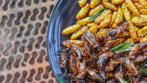 Plato de insectos