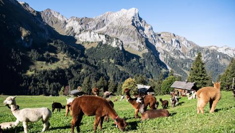 Llamas y alpacas pastando en los Alpes suizos